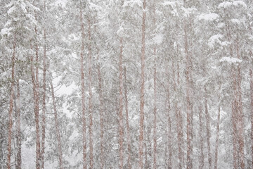 The heavy snowfall in a wild park, winter fairy tale in the forest, snow-covered tree branches, large flakes of snow are slowly falling, nobody, snow storm, blizzard