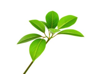 Fototapeta premium Single vibrant green plant, isolated on pure white backdrop, sprout, greenery