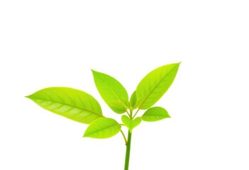 Fototapeta premium Single vibrant green plant, isolated on pure white background, leaf, leaves