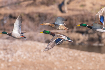 Mallards male and female in flight backed by brown river bank