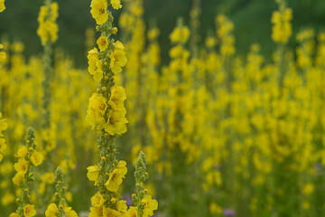 Mullein mass bloom