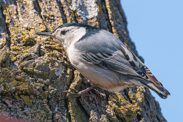Nuthatch on green lichen covered tree trunk