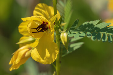 Partridge pea flower closeup with green foliage