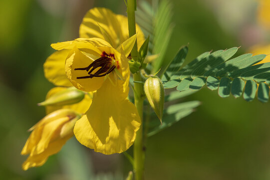 Partridge pea flower closeup with green foliage