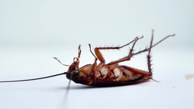 Dying cockroach on a white background. This animal is a pest for humans that bothers humans