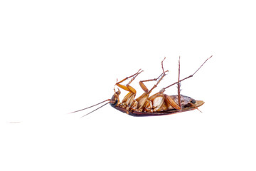 Dying cockroach on a white background. This animal is a pest for humans that bothers humans