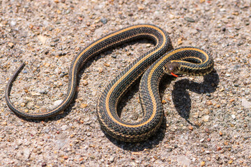 Small garter snake on concrete