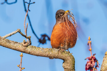 Robin on lichen covered branch with yellow grass in its beak