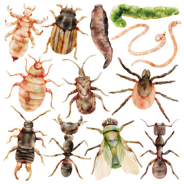 Watercolor Insect and Parasite Illustration Set, Realistic Bug Collection, Lice, Flea, Tick, Ant, Fly, Worm, Larva, Termite, Bedbug, Pest, Hand Painted, Scientific, Educational, Entomology