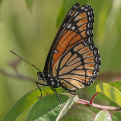 Viceroy butterfly on green leaf