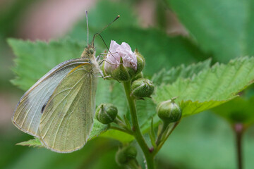 White butterfly on white flower bud with buds and green foliage