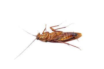 Dying cockroach on a white background. This animal is a pest for humans that bothers humans