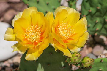 Two Eastern prickly pear cactus flowers on single cactus pad