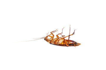 Dying cockroach on a white background. This animal is a pest for humans that bothers humans