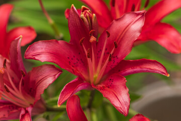 Dark peach Asiatic lily