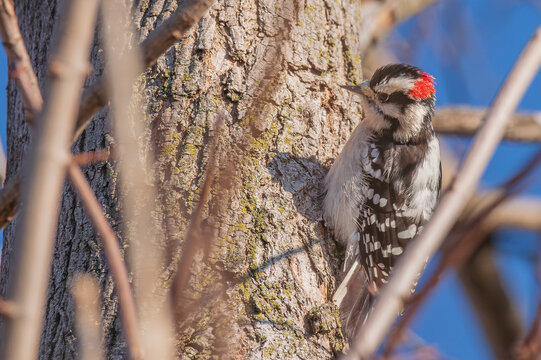 Downy woodpecker on grey tree trunk 1