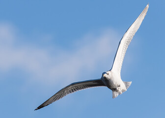 Herring gull in flight against a blue sky 1
