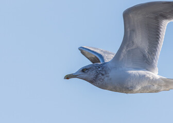 Herring gull in flight against a blue sky 2