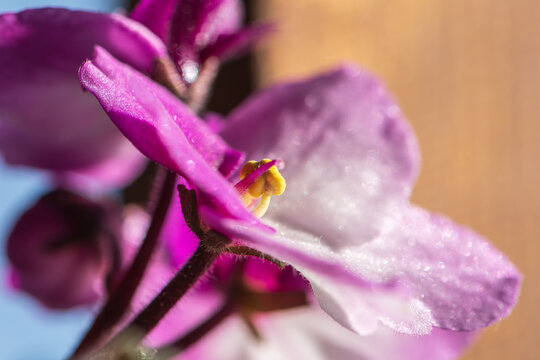 Purple and white African violet