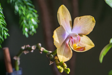 Yellow orchid