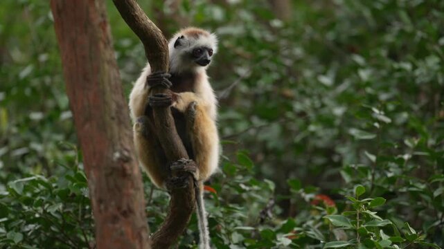 Diademed sifaka, Propithecus diadema, monkey in green grass forest in Andasibe Mantadia NP, Madagascar. Lemur in the nature habitat. Sifaka on the tree, sunny day. Wildlife Madagascar, lemur on tree.