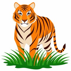 Majestic Tiger Walking Through Grass on White Background