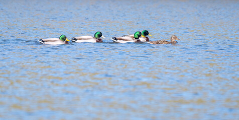 A group of ducks swimming in a line on the lake 