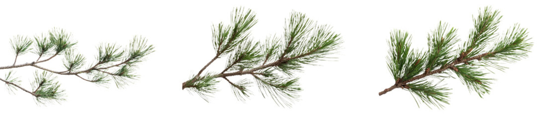 On a white background, a single branch of a green pine tree is isolated