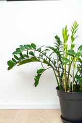 Fototapeta premium large zamioculcus with new leaves against a white wall in the house. Home gardening 