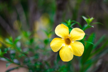 Close-up of a bright yellow flower blooming prominently, (Allamanda cathartica). The soft yellow petals contrast beautifully with the dark brown stamens in the center. on a blurred green background.