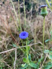 blue flower in the grass