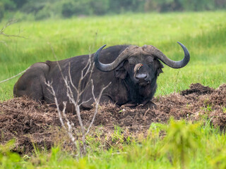 A yellow-billed oxpecker (Buphagus africanus) sits on the head of a Cape buffalo (Syncerus caffer)...