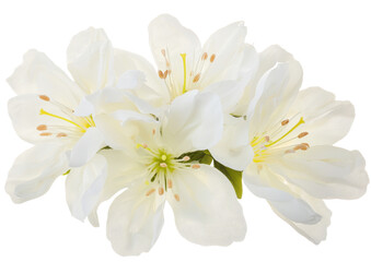 Obraz premium A white background features spring flowers that are in bloom and isolated