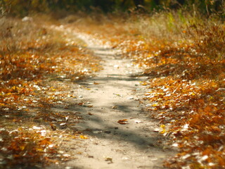Path in the autumn forest. Fallen leaves.