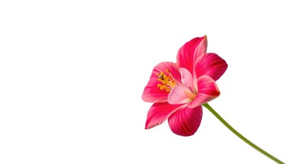 Fototapeta premium A single vibrant bloom, petals delicately unfurled against a pure white backdrop, soft, botany