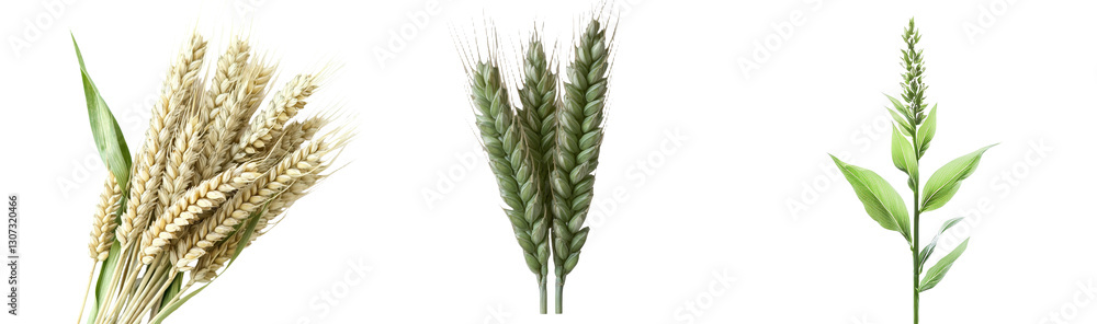 Poster on a white background, a single green young wheat is isolated with a clipping path