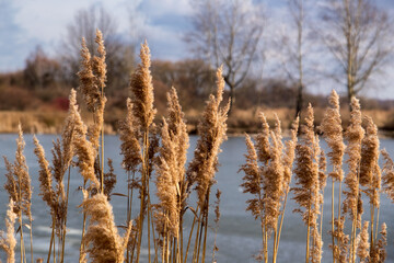 Fototapeta premium Przedwiośnie nad Stawami Dojlidzkimi,Podlasie, Polska