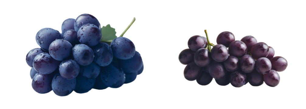 A fresh cluster of dark black grapes is isolated on a white background