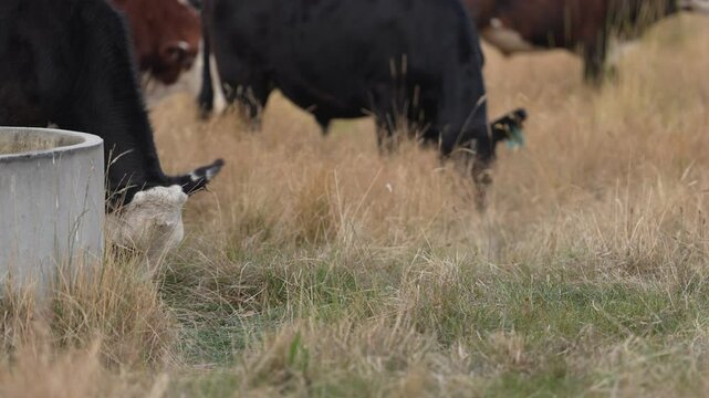 Beef cows and calves grazing on grass on a beef cattle farm in  Australia. breeds include murray grey, angus and wagyu