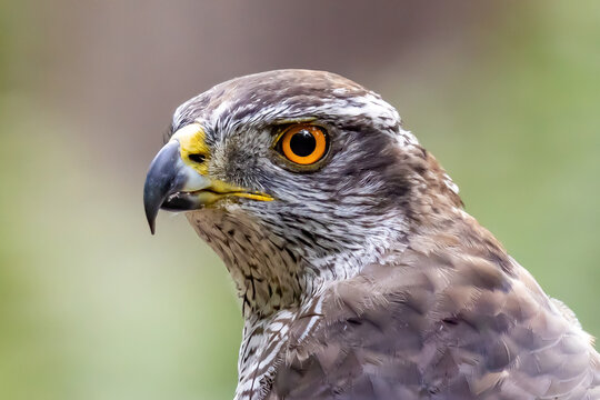 Hawk or Gos Hawk, bird of Prey