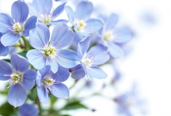 Obraz premium white flowers on blue background
