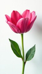 Fototapeta premium Single blooming flower isolated on white background with soft lighting, solo, petals, flower power