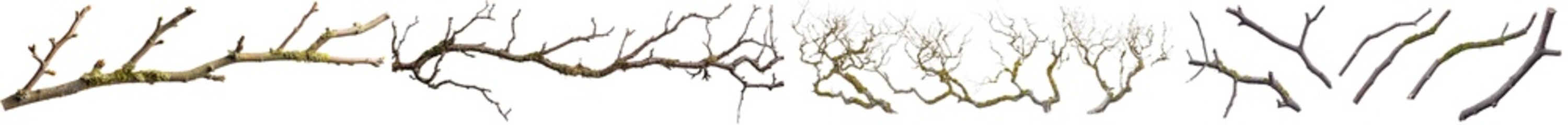 A white background isolates a collection of tree branches that are dry and mossy