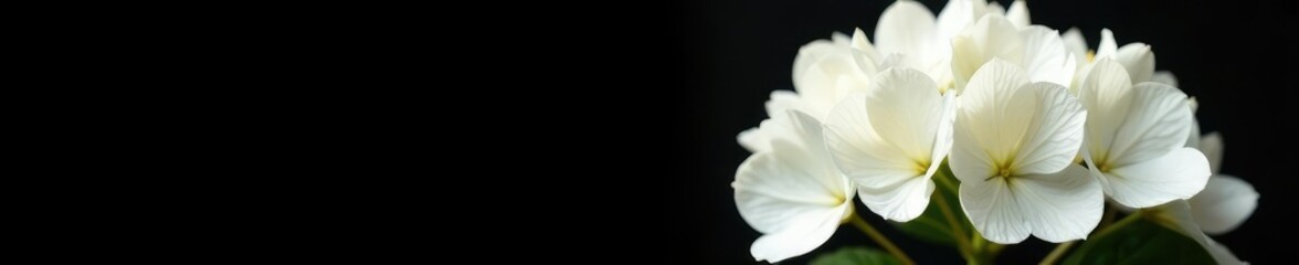 Fototapeta premium Large white hydrangea flowers isolated on black background, flower, black background