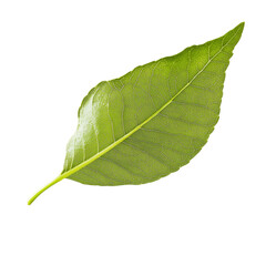 Obraz premium Green leaf with detailed vein structure isolated on Nature's vibrant color and intricate design are showcased in this simple composition