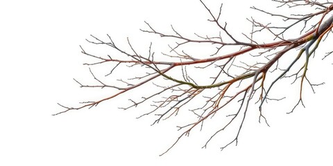Isolated bare branches against a pure white backdrop, showcasing intricate textures and forms, twigs, stark