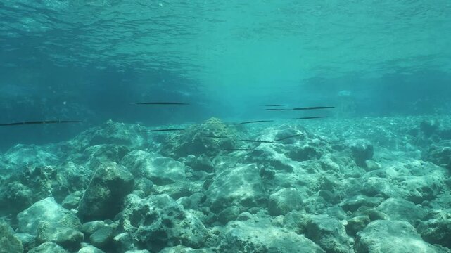 cornet fish school and sun reflections cornetfish fistularia underwater ocean scenery Fistularia commersonii