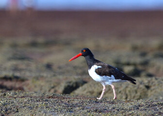 oystercatcher, a seabird from argentine coast