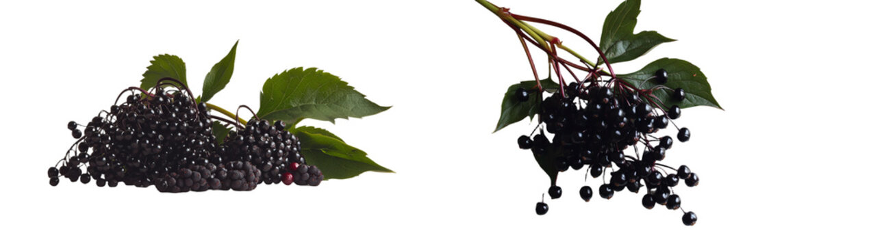 Sambucus ebulus, or Danewort, is characterized by its elderberries and leaves on a twig, presented on a white background with an accompanying clipping path