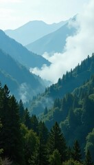 Fototapeta premium Fog rolling in over the forest of Volosyanaya mountain, volcanic, atmospheric, forest